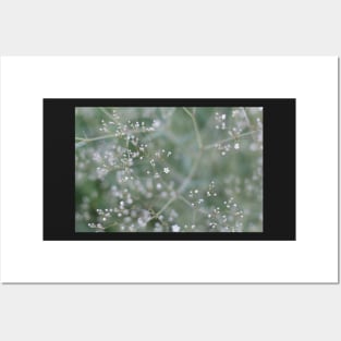 White Baby's Breath (Gypsophila paniculata) flowers Posters and Art